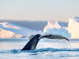 Icefjord Midnight (59)