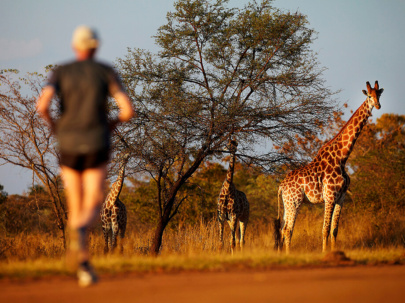 A Runner With Giraffes In An African Savannah