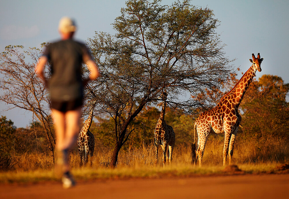 A Runner With Giraffes In An African Savannah
